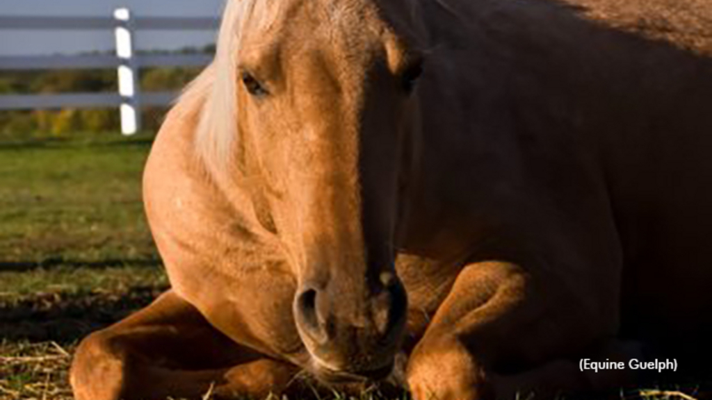 Horse laying down in a field