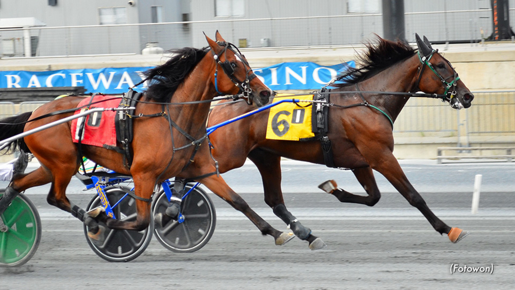 Trotters in full flight at Harrington Raceway