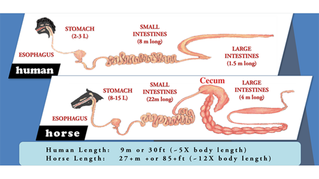 Diagram of the digestive tracts of horses and humans
