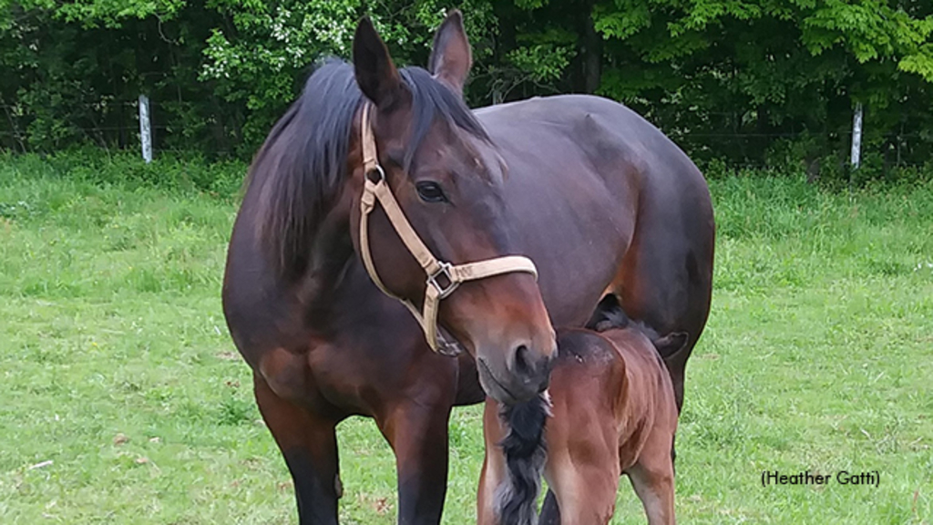 Nova Scotia broodmare Lady McCardle with foal