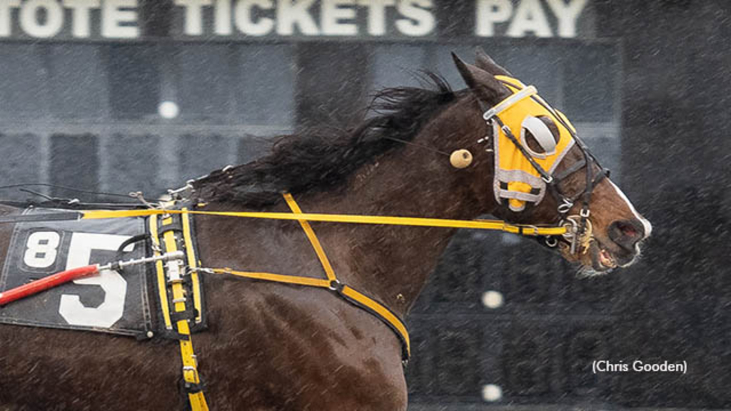 Ladys Dude winning at The Meadows