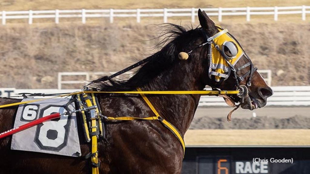 Ladys Dude winning at The Meadows