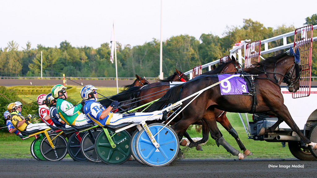 Horses behind the gate at Woodbine Mohawk Park