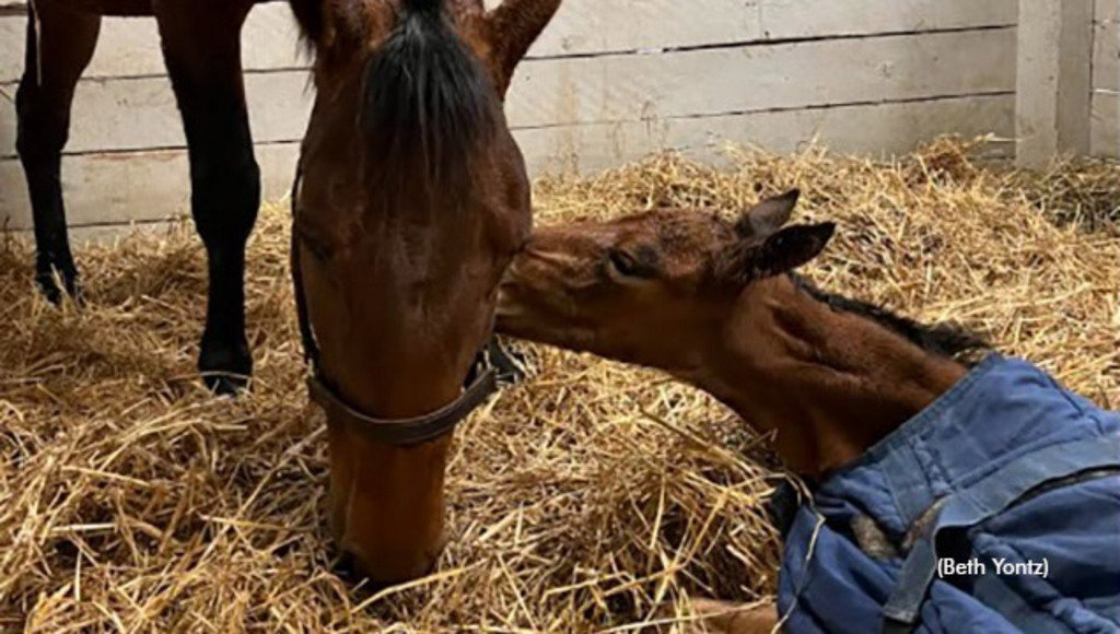 The first Shartin N-Captaintreacherous foal