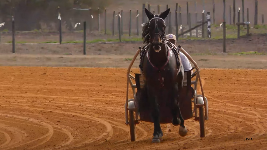 A horse training in Florida