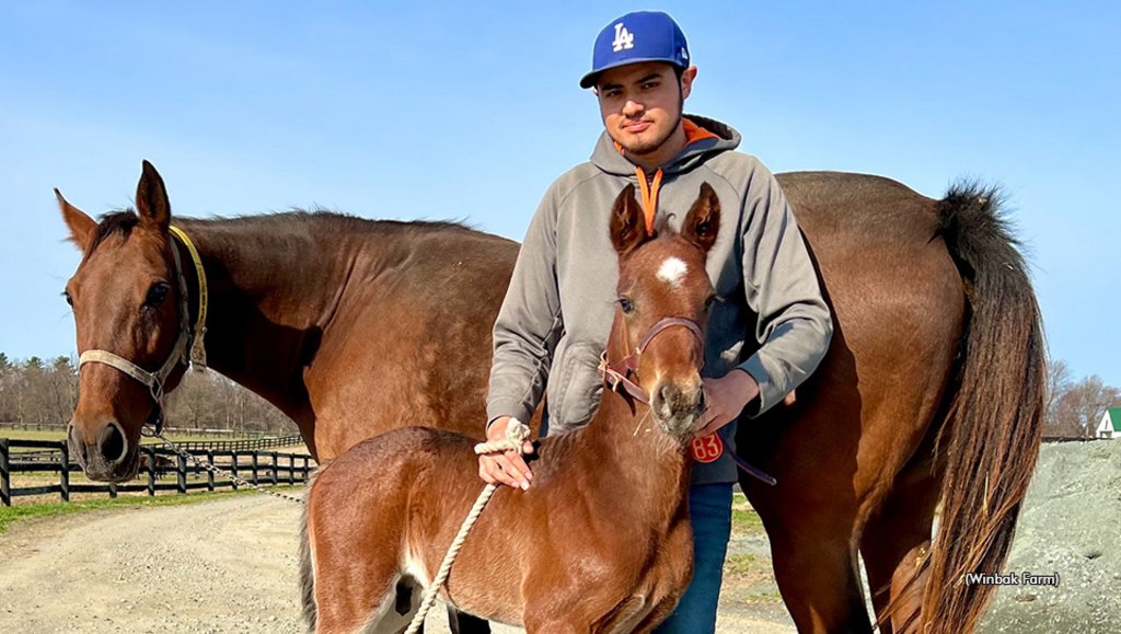 Desperate Man's half-brother with dam Dreamlands Latte