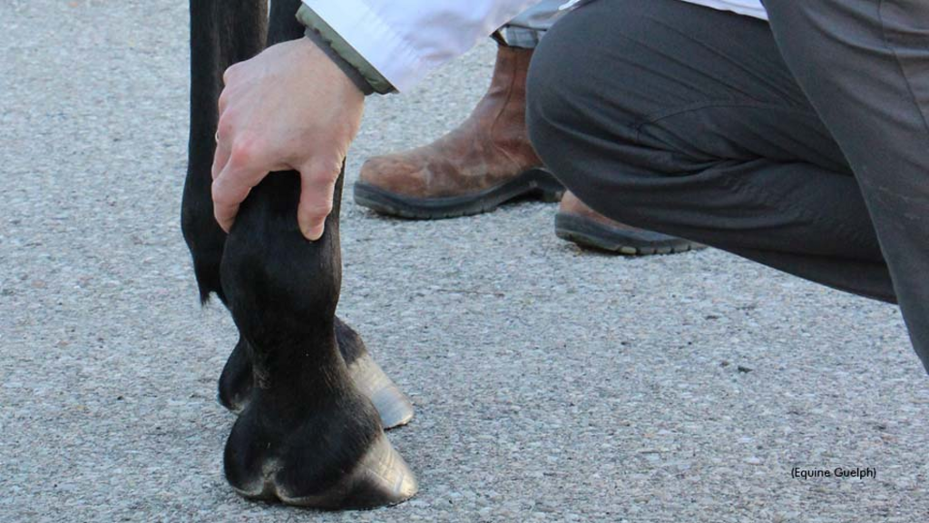 Dr. Koch examines a horse's fetlock