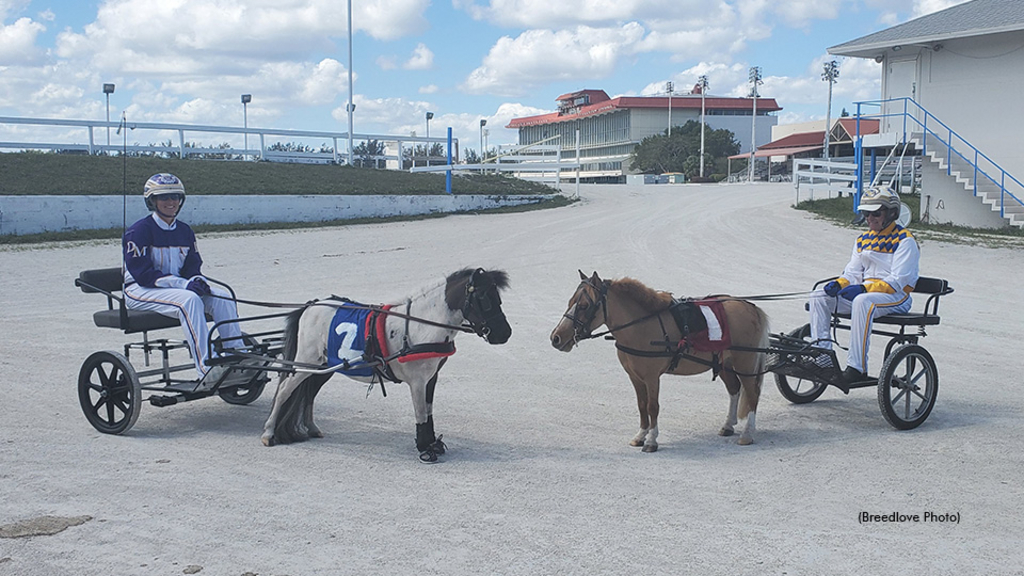 David Miller and Wally Hennessey in the sulky behind miniature horses