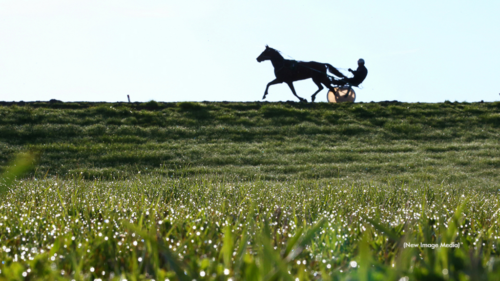 Horse training beyond a field of grass