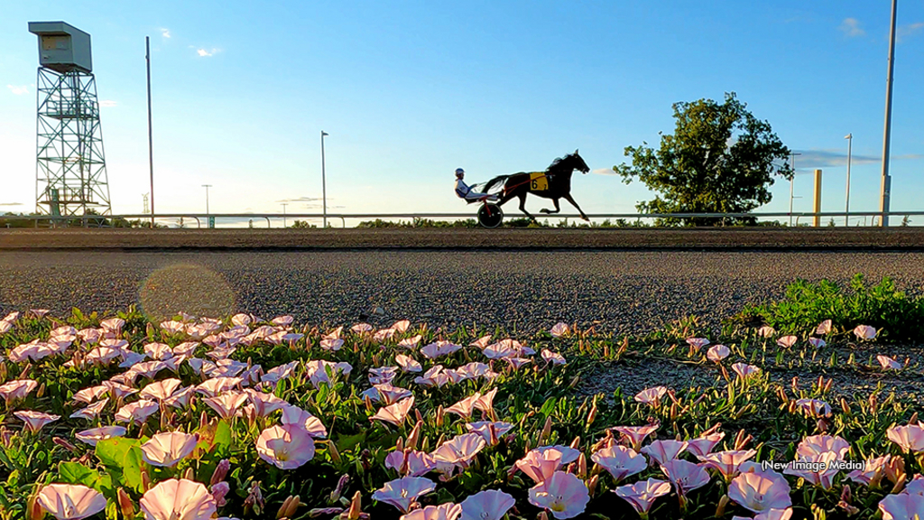 Canadian harness racing