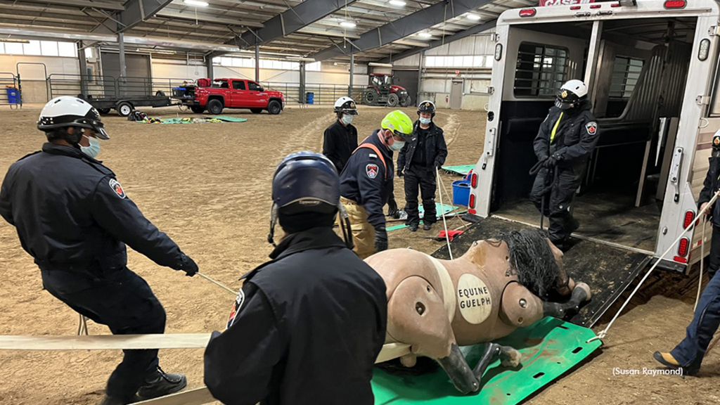 Hamilton Mounted Police conducting large animal rescue training