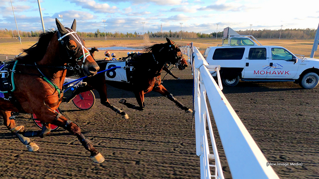 Horses behind the gate at Woodbine Mohawk Park