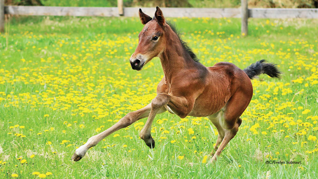 Heart of Harness Racing Calendar's May photo