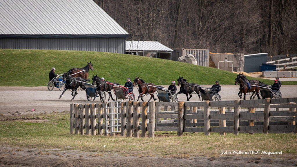 Call For 2024 Two Year Olds Standardbred Canada   TwoYearOldsInTraining TrotMagazinePhoto 960 