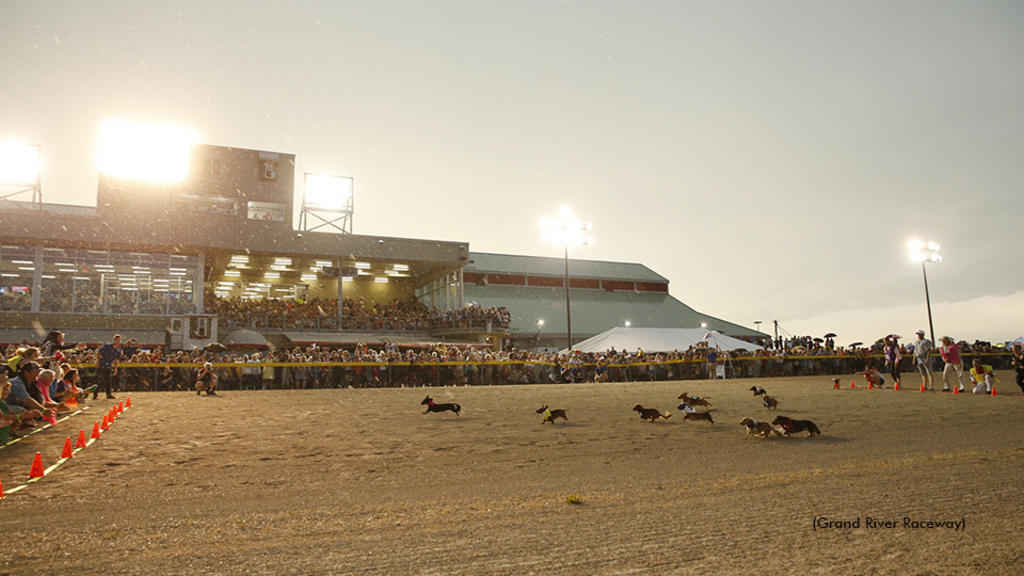 Wiener dog races at Grand River Raceway