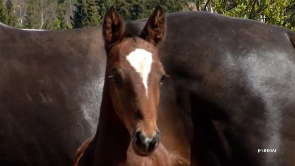 A Standardbred foal