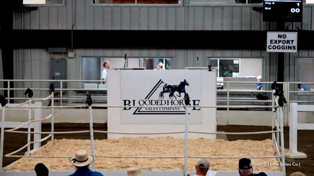 Blooded Horse Sale