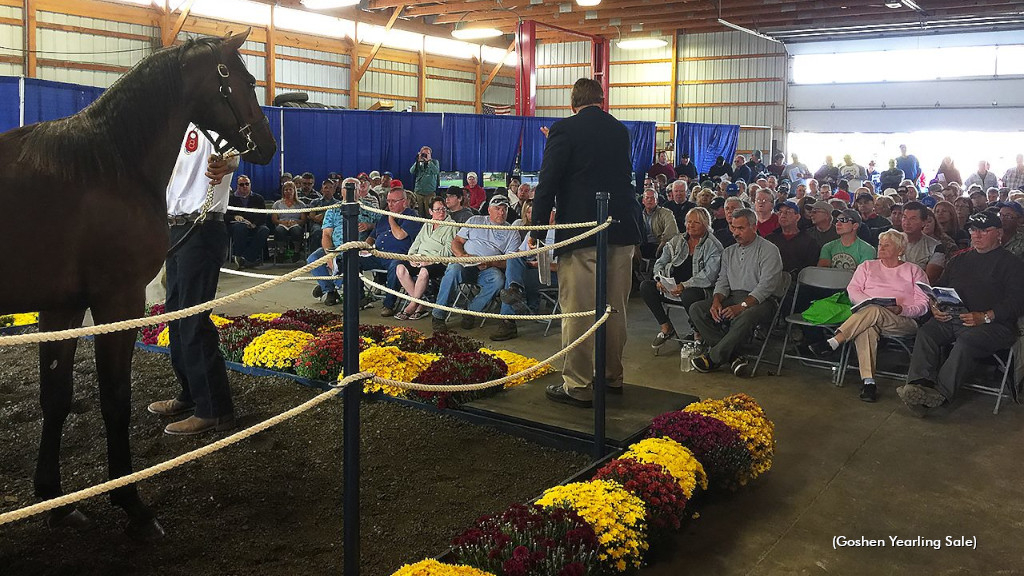 Goshen Yearling Sale Begins At Noon Standardbred Canada