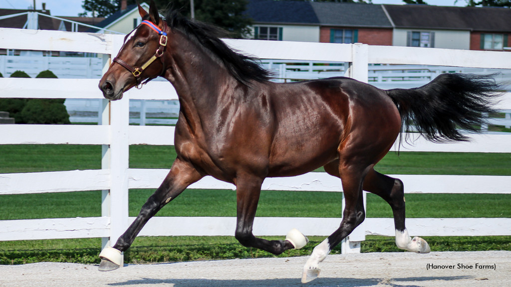 Hanover yearling trotting in a paddock