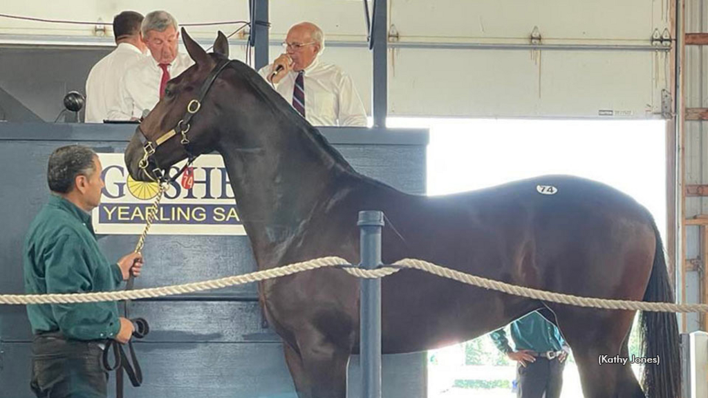 Irish Exit at the Goshen Yearling Sale