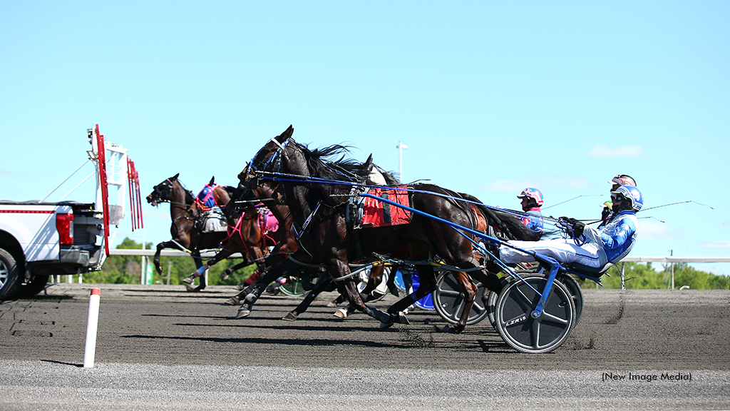 Horses behind the gate for qualifiers at Woodbine Mohawk Park