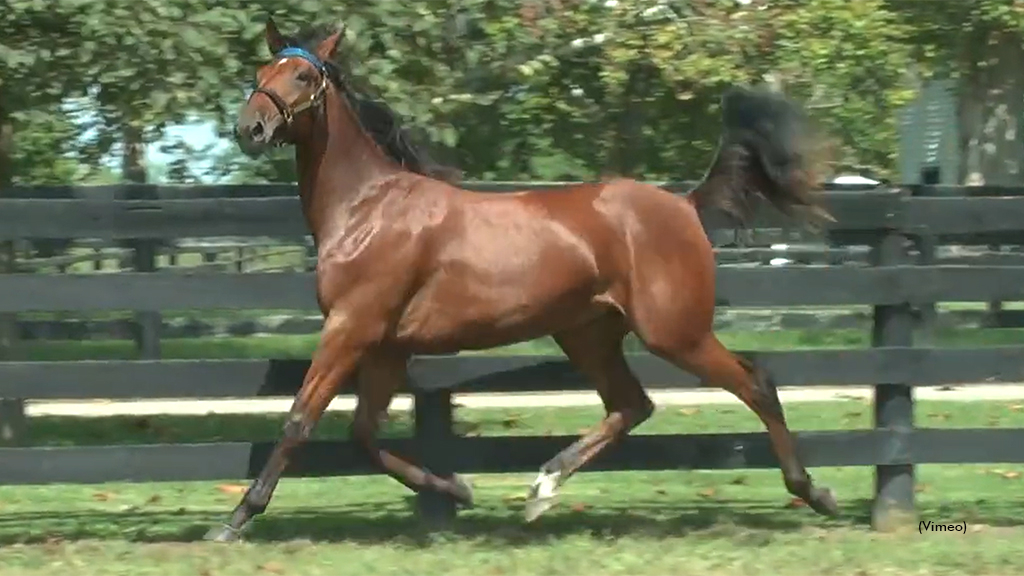 Behest as a yearling