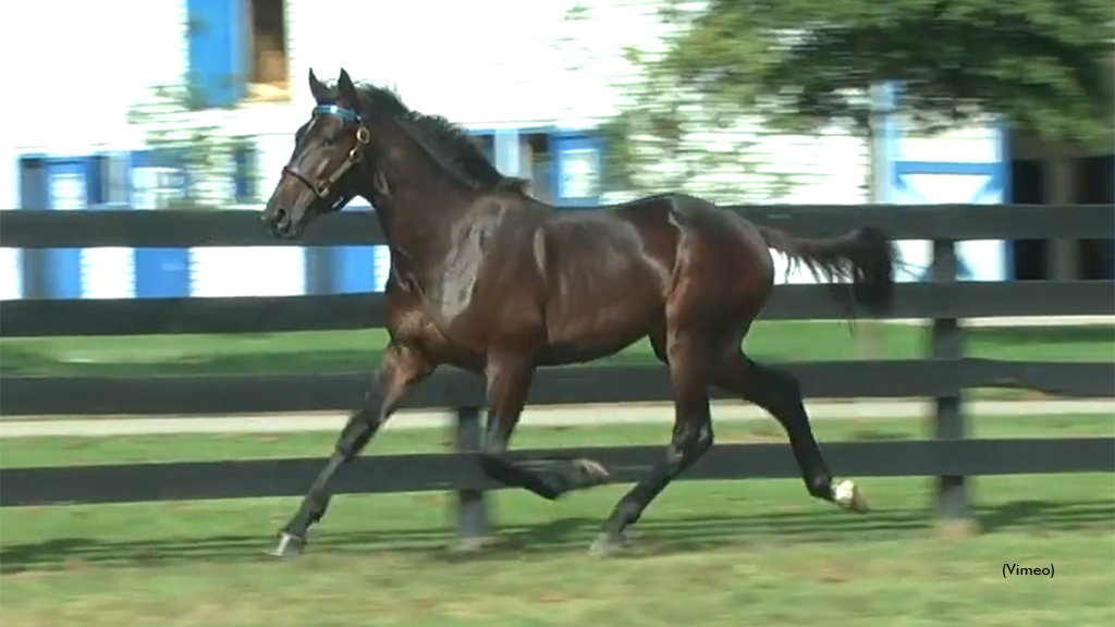 Flashback Bi as a yearling