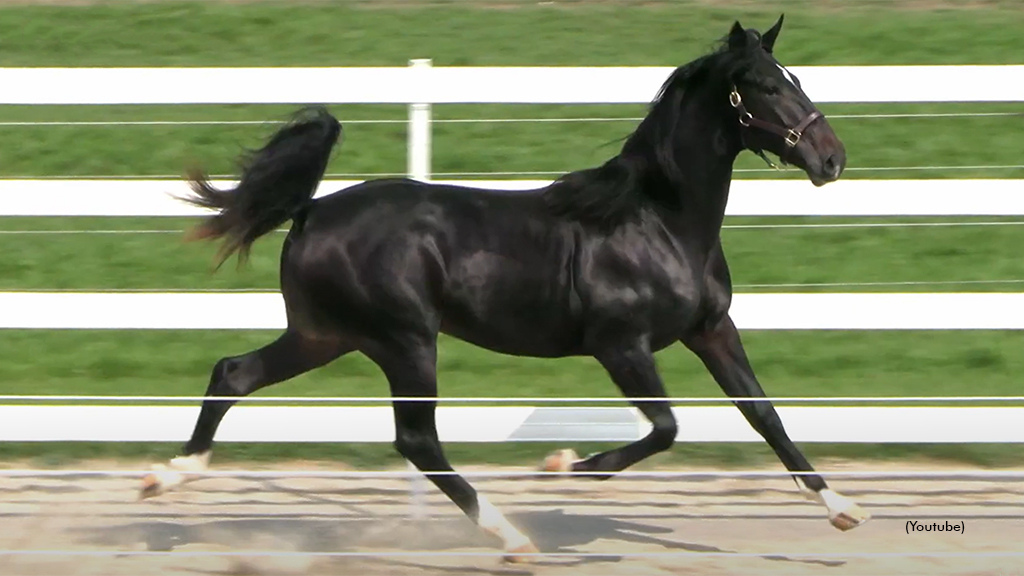 Heist Seelster as a yearling