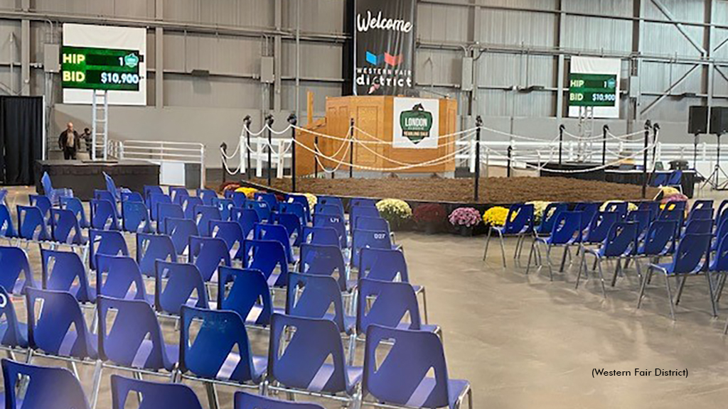 The London Classic Yearling Sale arena