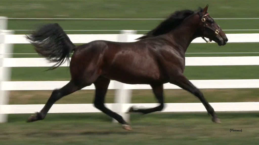 Long Touch as a yearling