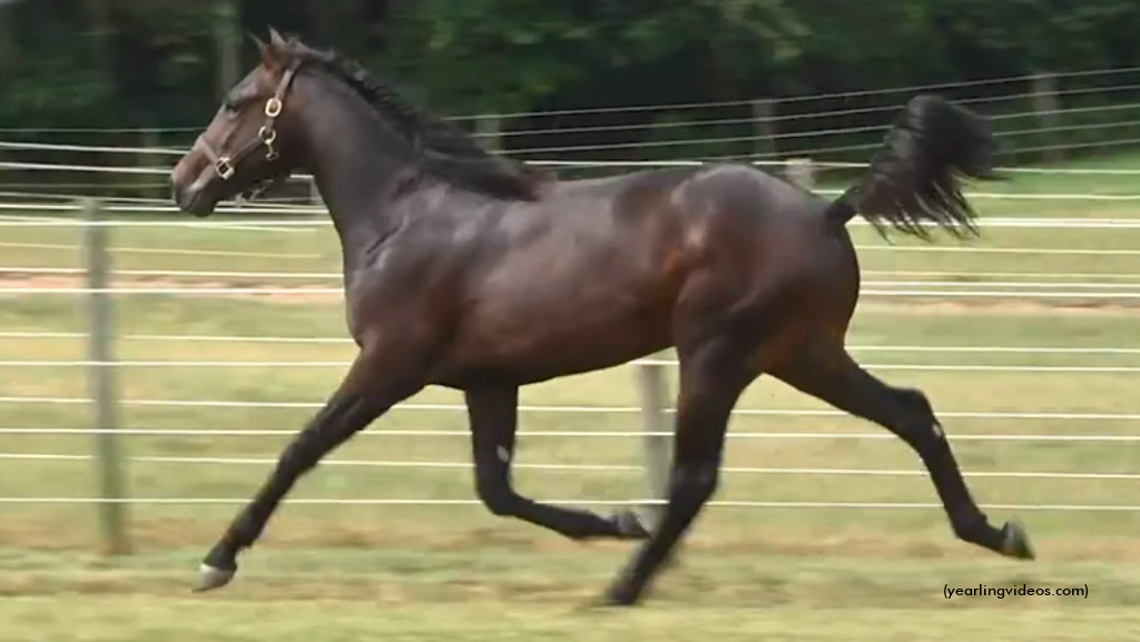 2022 Hoosier Classic Yearling Sale Complete Standardbred Canada