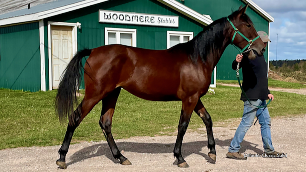 Woodmere Kennedie as a yearling