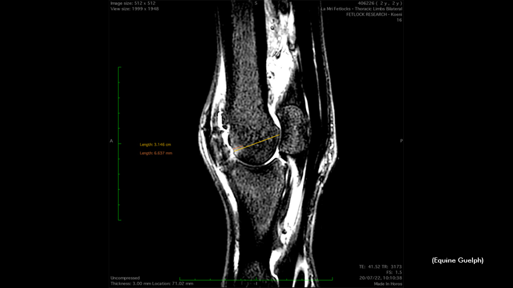 Fetlock MRI of a horse with osteoarthritis