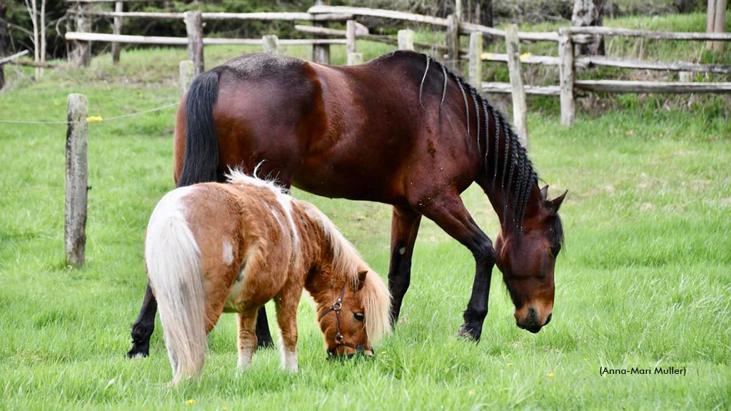 Maverick and Roxie grazing in the field