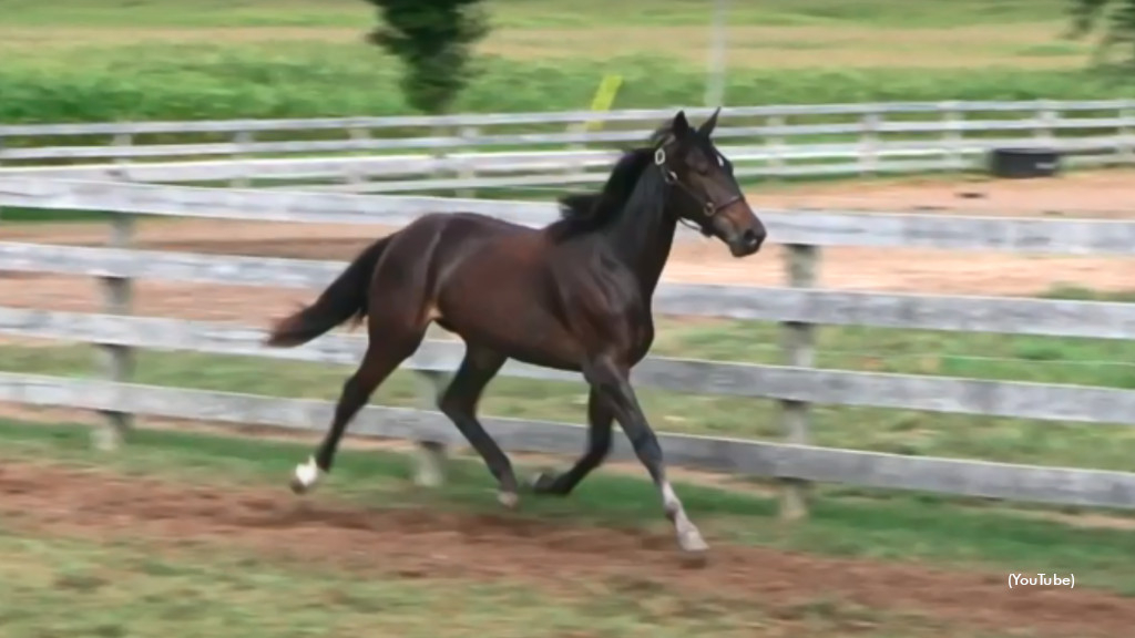 Ann, as yearling D A Love Addiction