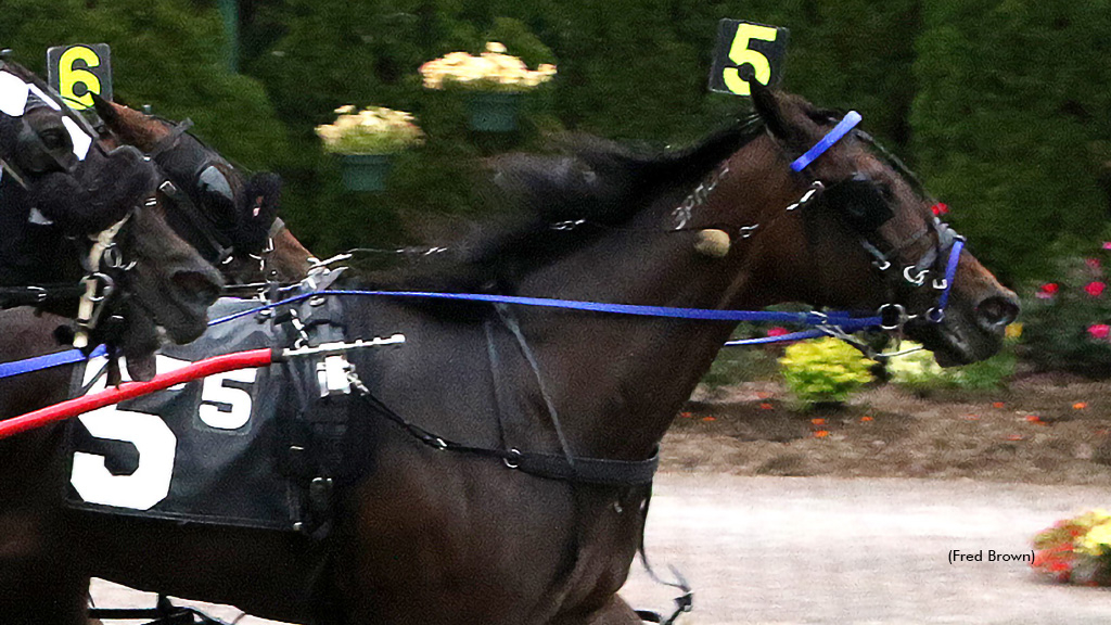 Arnies Angel winning at Tioga Downs