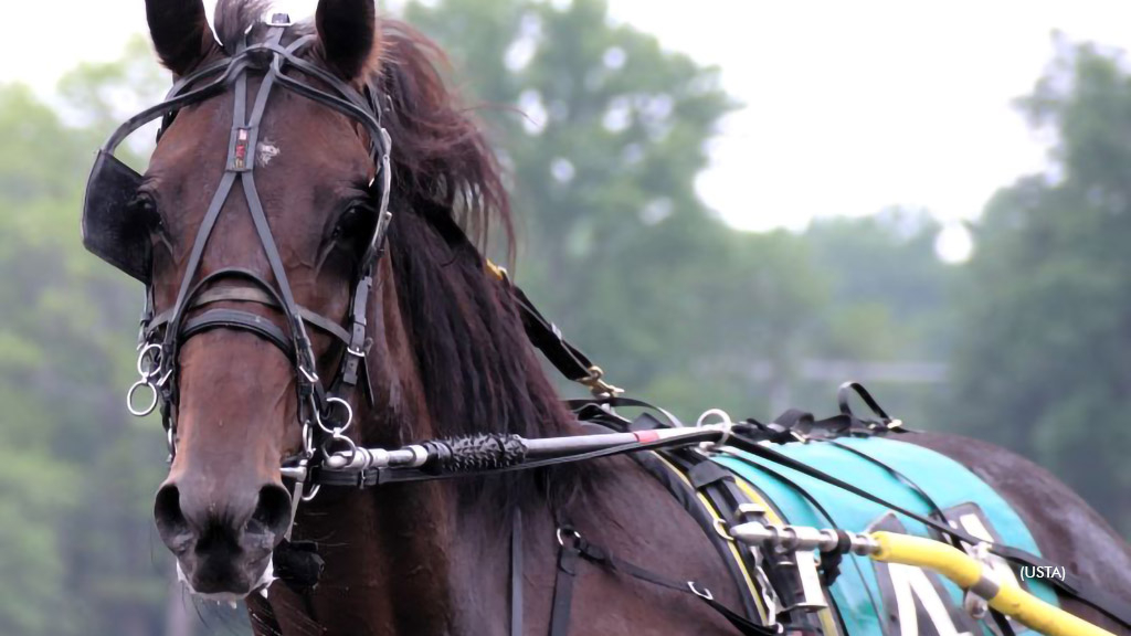 Dancin Champion at Gaitway Farm