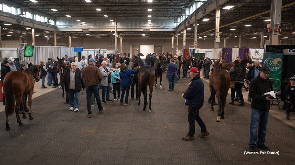 London Classic Yearling Sale Standardbred Canada