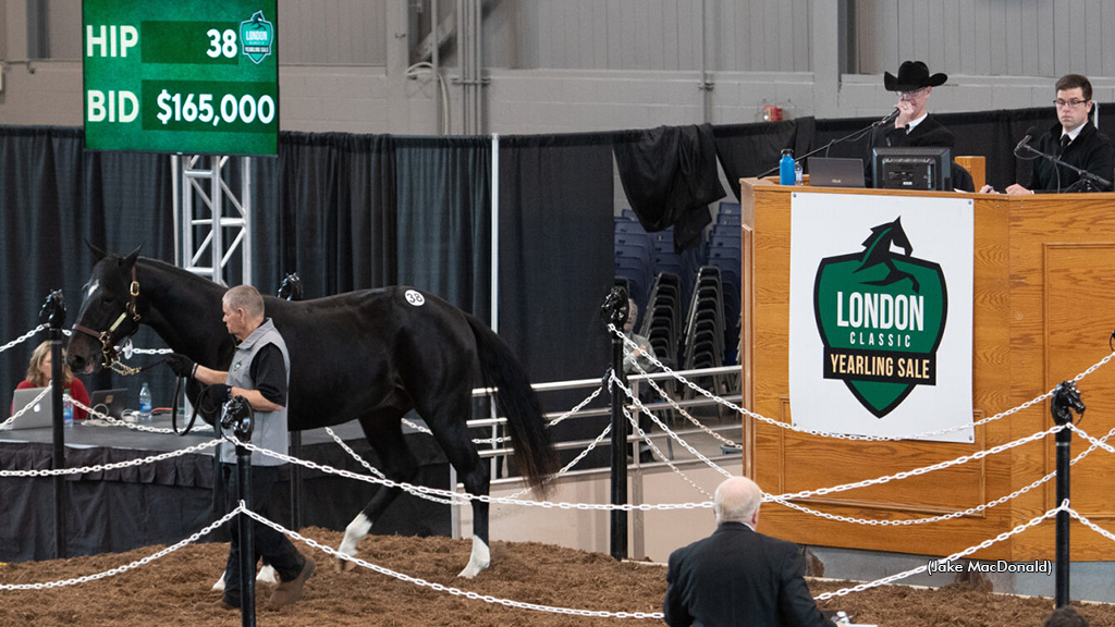 2022 London Classic Yearling Sale topper in the sales ring