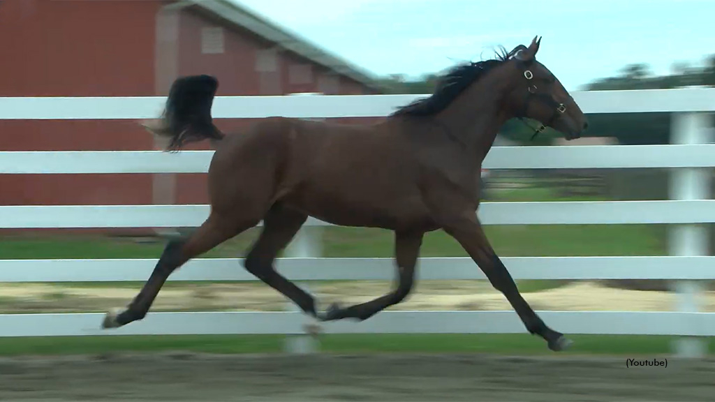 Highway Boy as a yearling