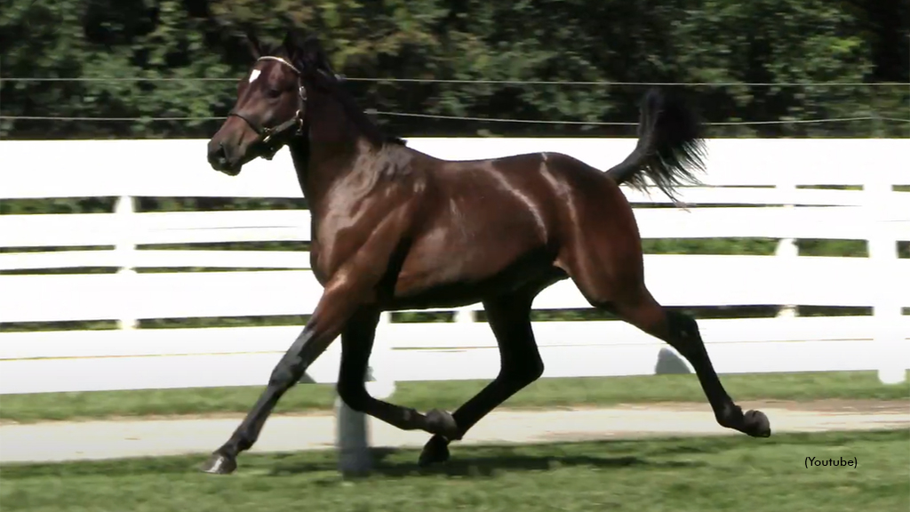 Stonebridge Alien as a yearling