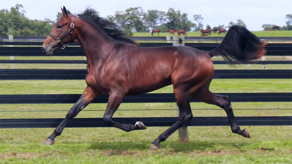 De Kooning as a yearling