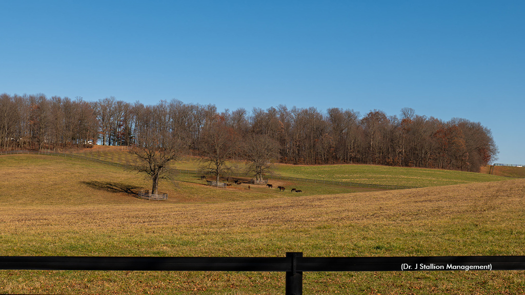 A view of the farm paddocks of Dr. J Stallion Management 
