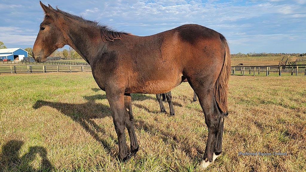 A Tactical Landing-Queen Serene weanling filly