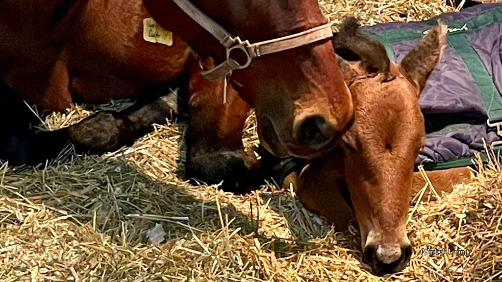 Winbak Welcomes Farm S First Foals Of 2024 Standardbred Canada   CattlewashHopeForPaddyFoal WinbakFarm 1024 