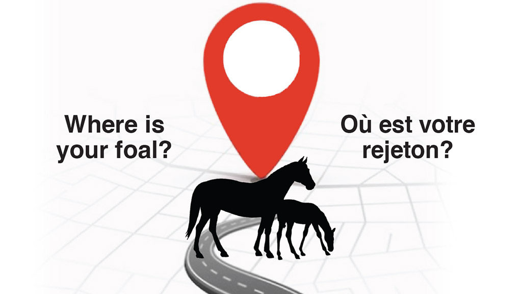 Foal Location Report web image