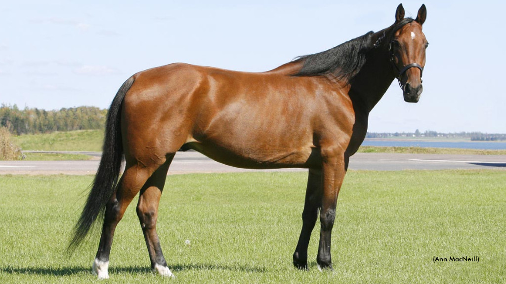 A Horse And Trainer Who Saved Each Other