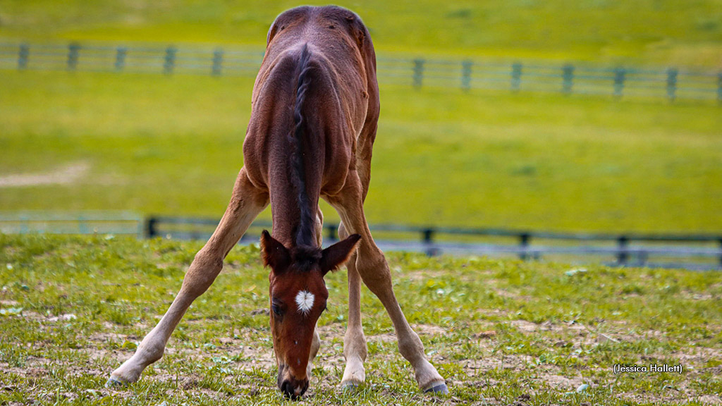 Standardbred foal