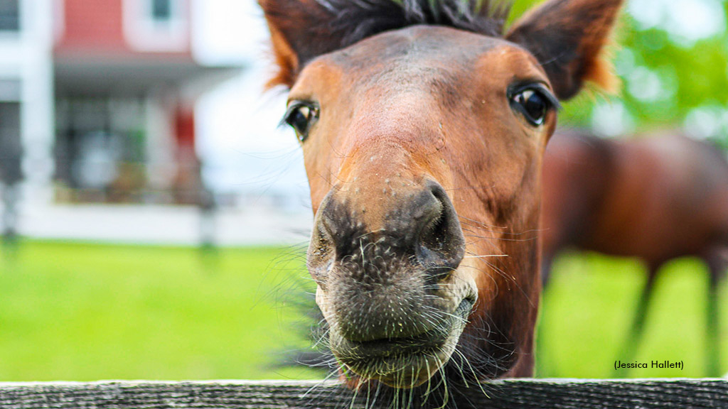 Standardbred mare and foal