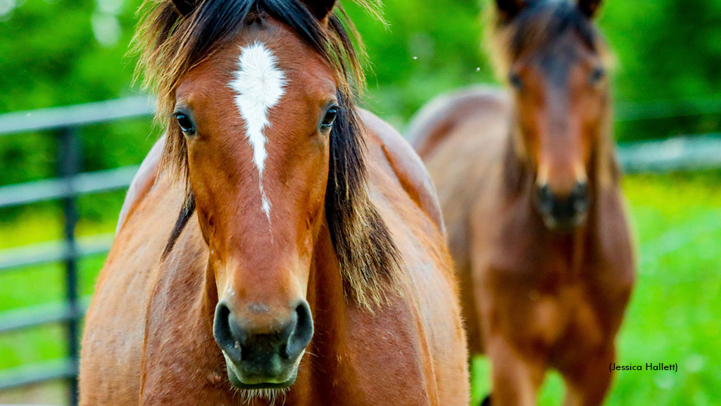 Standardbred mare and foal